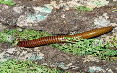 SUNSET MILLIPEDE / SUNSET MILIPEDE / SUNSET